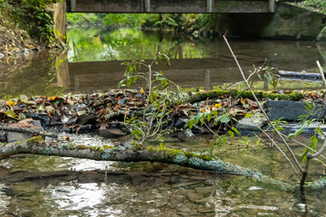 Little dam infront of an old bridge over a little creek or forest brook with a big branch in the water and rocks with autumn foliage as idyllic scenery on a hiking tour in the wilderness in clean air