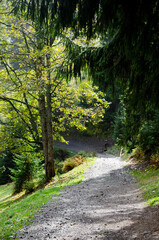 Sunny autumn landscape in the mountain. Carpathian Mountains, Ukraine.