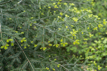 Tannenzweige in schöner grüner Farbe