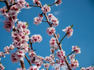 Nahaufnahme blühender rosa Mandelblüten mit blauem Himmel im Hintergrund
