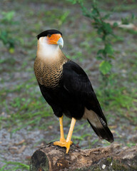 Crested Caracara bird Stock Photos.  Crested Caracara bird close-up profile view.