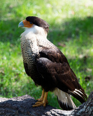 Caracara Stock Photos.  Caracara bird close-up with a blur foliage background, standing on a log in its environment and habitat. Image. Pictrue. Portrait.