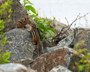 Chipmunk Stock Photo. Chipmunk couple in the field and displaying brown fur, bodies, head, eyes, nose, ears, paws, tail  in their environment and habitat.