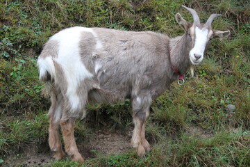 Obraz premium Tier , Ziege , Natur, Schwarzwald, tourismus, Deutschland, germany , black forest, goat, animal, tourism, travel, reisen, sommer, summertime, summer,