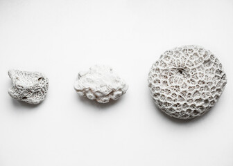 Three types of corals on white surface