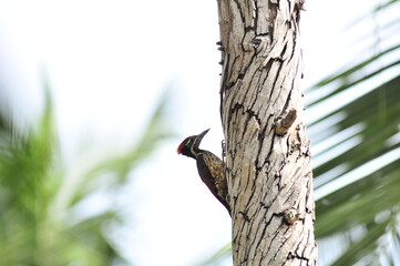 woodpecker on a tree