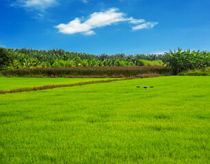 Rice field, Agriculture, paddy, with white cloud