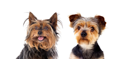 Fototapeta na wymiar Two cute puppies Yorkshire Terrier