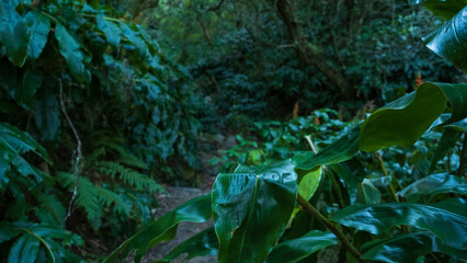 Stairs in the Jungle, Cilaos