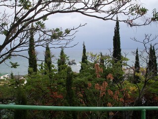 pine trees in the forest