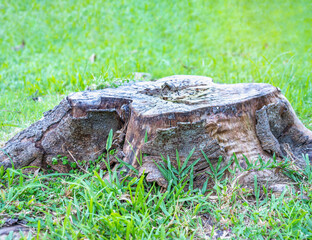 Fototapeta na wymiar Rotten wooden on green grass blurred background