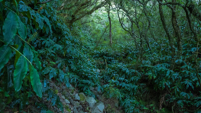 Stairs in the Jungle, Cilaos