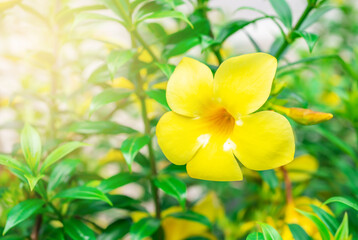 Caesalpinia flower on blurred green leaf background