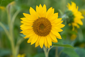 Große Sonnenblume mit grünem Hintergrund