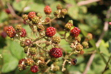 Himbeere , Baum , Wald, Natur,  Sommer, Stuttgart, Deutschland, Holz,  Obst, black berry,...