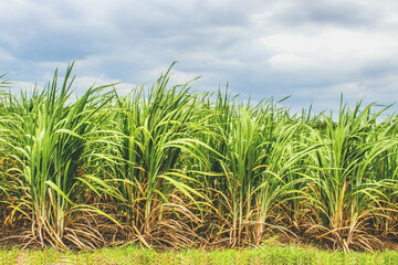 Sugar cane field (Saccharum Officinarum) with the blue sky background in rural agriculture