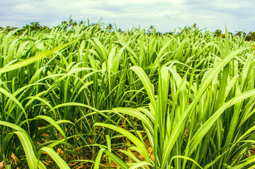 Sugar cane field (Saccharum Officinarum) with the blue sky background in rural agriculture