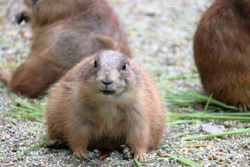 プレーリードッグ　カメラ目線　モフモフ