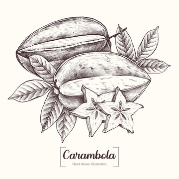 Carambola. A slice of carambola. Exotic tropical fruit. Vector Hand Drawn. Sketch Botanical Illustration. Eco healthy food. Superfood.