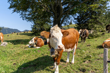 Eine Kuh auf einer grünen Wiese
