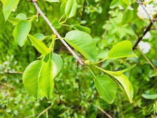 green leaves on a tree