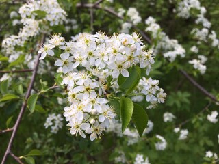 white cherry blossom