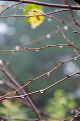 Autumn branches background with the raindrops.