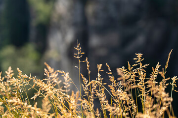 Gelbe Farnhalme im Vordergrund mit verschwommenem Hintergrund