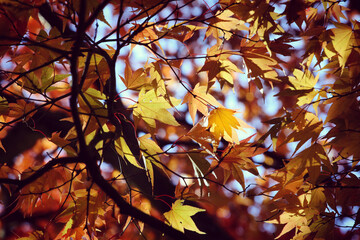 Yellow Japanese maple leaves during the autumn.