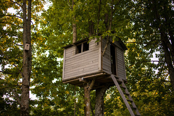 View of a backyard tree house hiding up high in the branches and green leafs