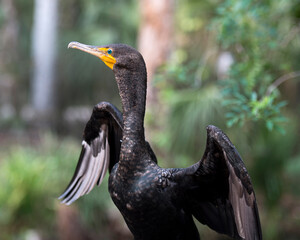 Cormorant Stock Photos. Cormorant bird close up displaying spread wings, head, eye, beak and basking in sunlight in its habitat and environment with a blur background.