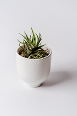 Minimalistic modern banner of a succulent plant in a white pot on a white background, space for text