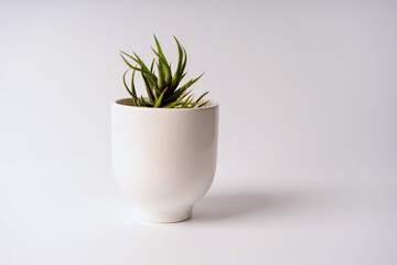 Minimalistic modern banner of a succulent plant in a white pot on a white background, space for text