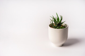 Minimalistic modern banner of a succulent plant in a white pot on a white background, space for text