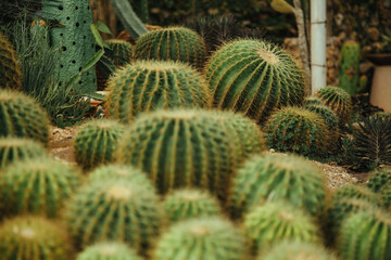 Tropical cacti in the garden.