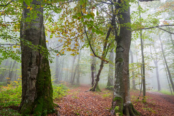Fototapeta premium Autumn forest
