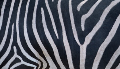 Natural texture of the zebra skin.