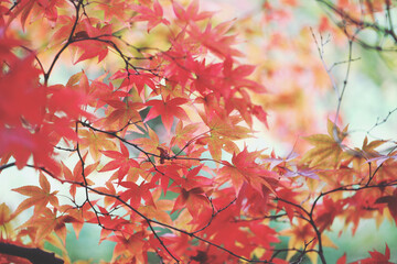 Fototapeta na wymiar Red colours of the Japanese maple during the autumn.
