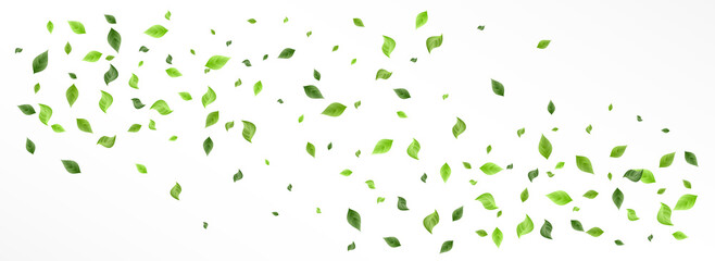 Green Leaves Tree Vector Panoramic White 