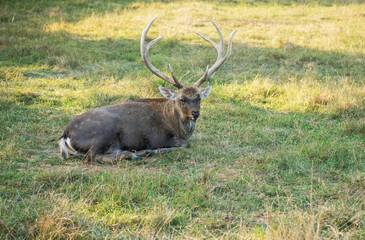 Naklejka na ściany i meble Sika deer resting in the grass