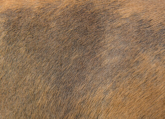 Skin of a antelope, background