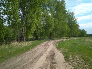 dirt road in the forest in the summer in green trees for driving