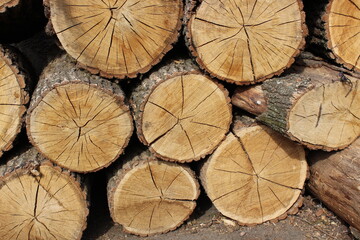 Old wood background. Deck of old logs