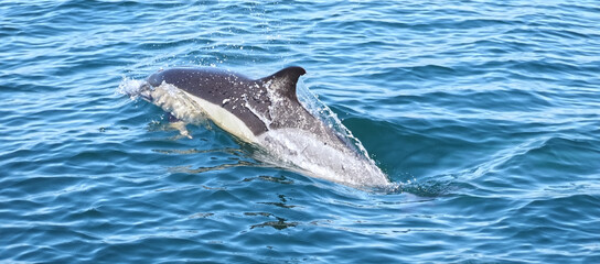 Fototapeta premium Free dolphins swimming and fishing in the sea
