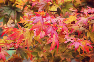 Red and pink colours of the Japanese maple during the autumn.