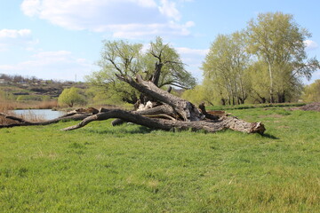 Old dry broken trees in nature reserve
