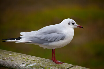 Möwe