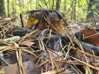 mushroom in the forest