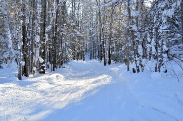 Heavy snowfall in the Siberian forest. Baikal shore near Vydrino village. Russia. January 2020.
