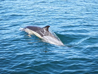 Fototapeta premium Free dolphins swimming and fishing in the sea
